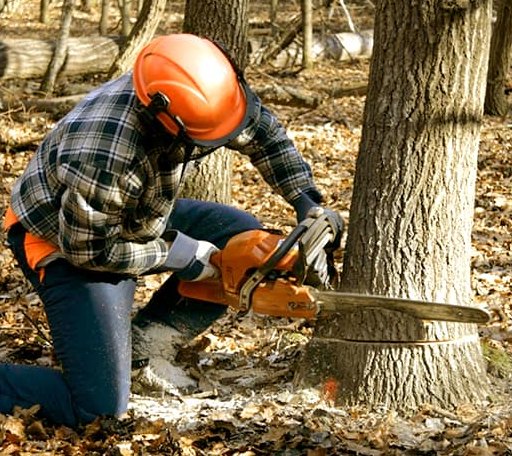 Tree Removal in Waynesville, GA